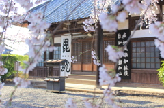 お寺と桜