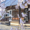お寺と桜