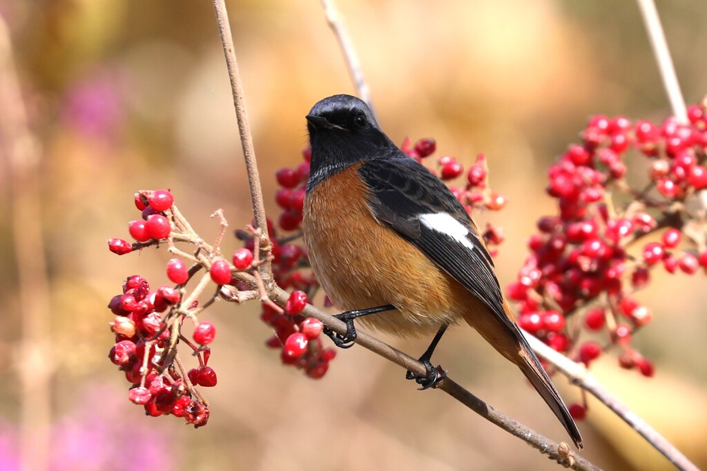 ガマズミに囲まれて御満悦！