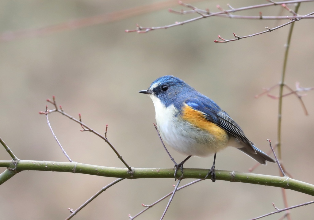 すまし顔の瑠璃男君