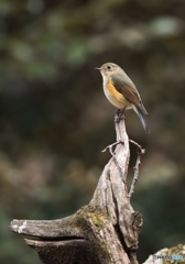 お立ち台のルリ♀ちゃん