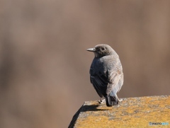 磯ヒヨドリ♀