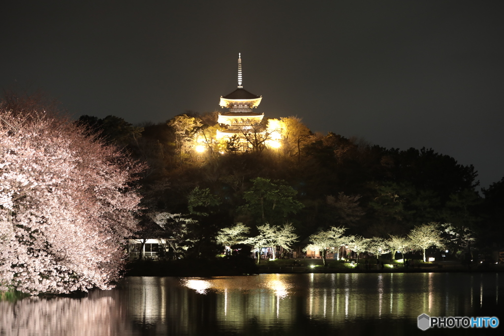 横浜三渓園の夜桜-02