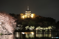 横浜三渓園の夜桜-02