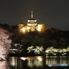 横浜三渓園の夜桜-02