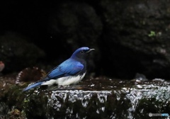 水浴びするオオルリ