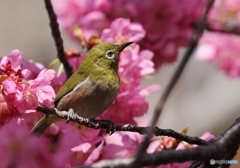 桜にメジロ良く似合う