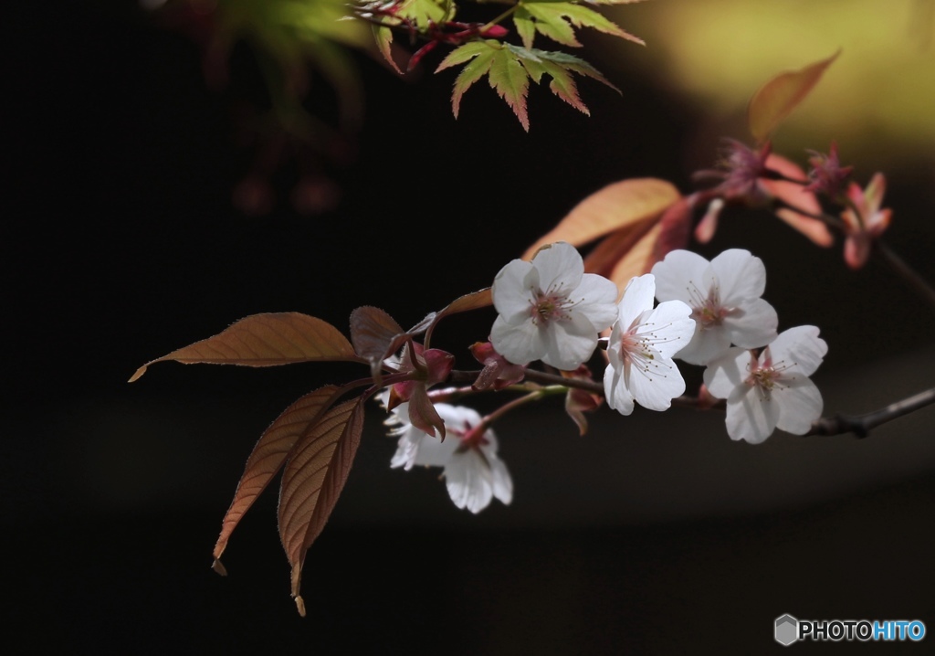 山桜花