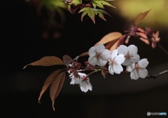 山桜花