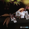 山桜花
