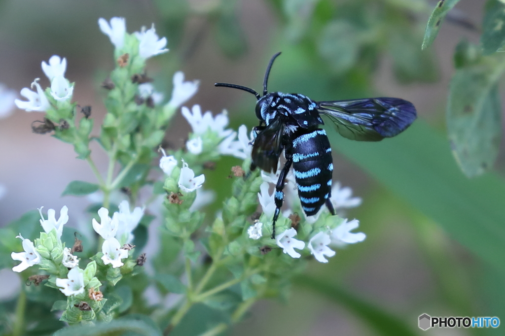 Blue Bee(瑠璃紋花蜂)