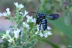 Blue Bee(瑠璃紋花蜂)