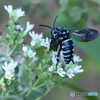 Blue Bee(瑠璃紋花蜂)