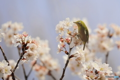 桜の蜜、独り占め！