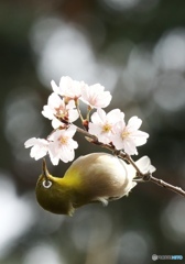 桜にメジロ