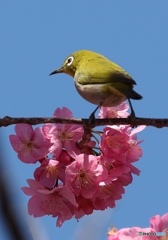 横浜緋桜とメジロ