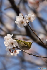 桜の蜜も美味っ～～～～