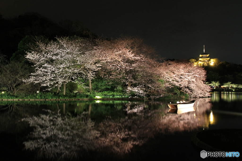 横浜三渓園の夜桜