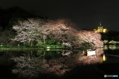 横浜三渓園の夜桜