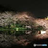 横浜三渓園の夜桜