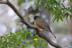 公園のオオアカハラ