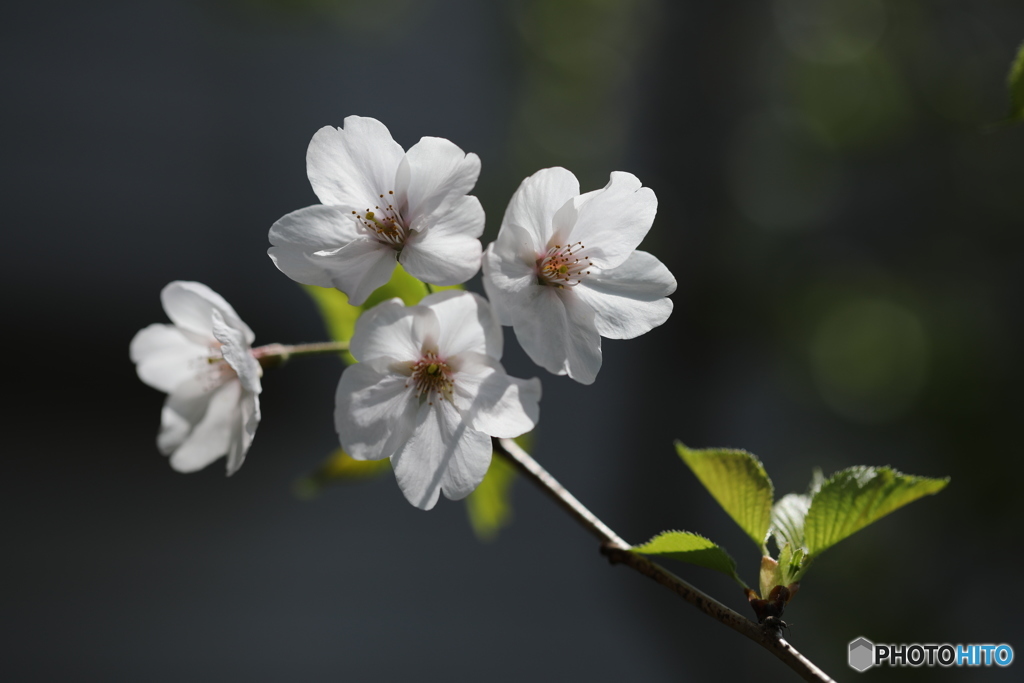山桜花-2