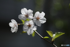 山桜花-2