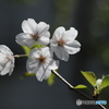 山桜花-2