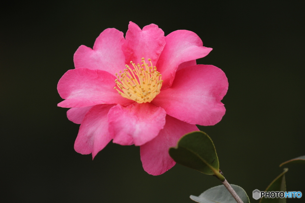 山茶花の季節