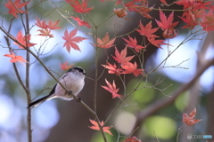 紅葉とエナガ