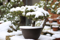 松の盆栽の雪化粧