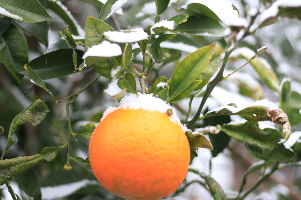 みかんの雪の帽子