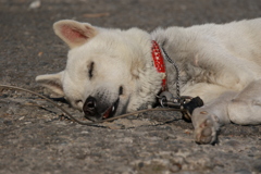 犬の寝正月