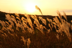 夕暮れのすすき