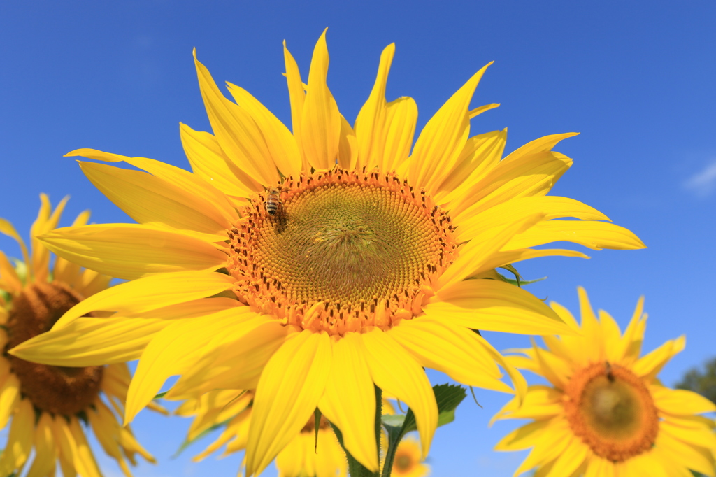 秋のひまわりとミツバチ