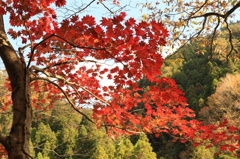 五家荘の紅葉