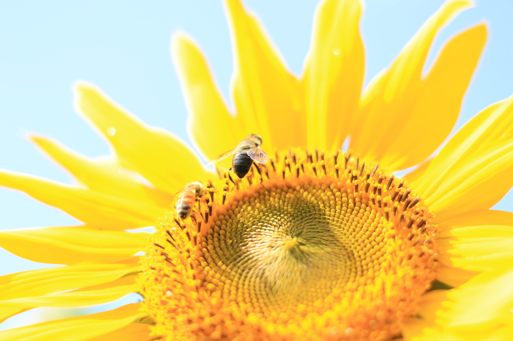 秋に咲くひまわりとミツバチ