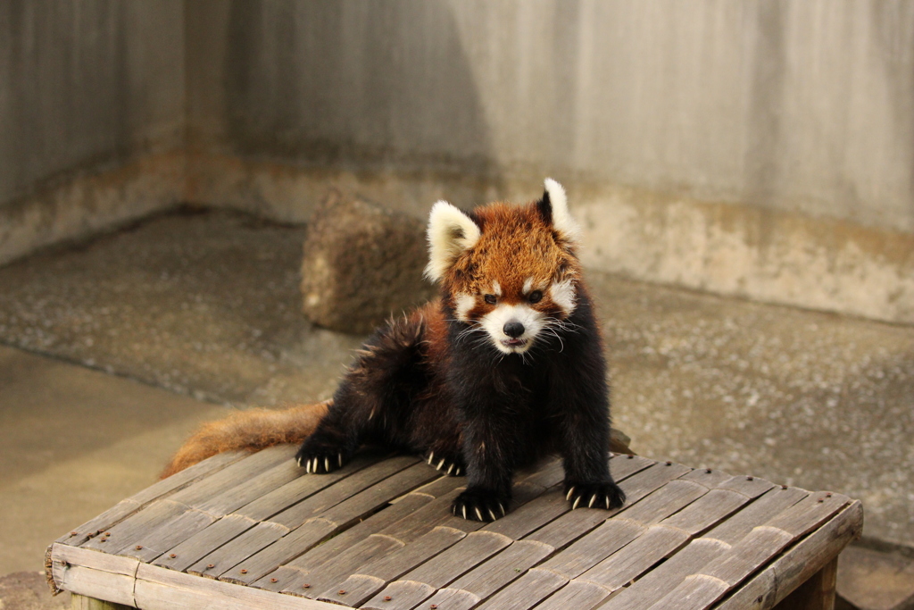 市川動植物園