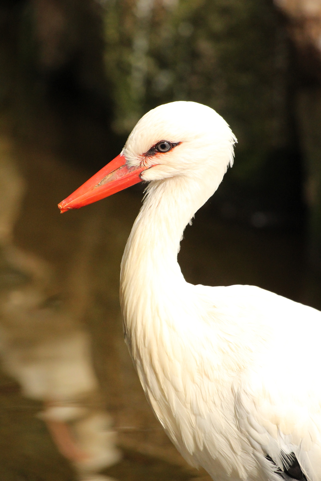 市川動植物園