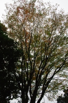 紅葉＠昭和記念公園