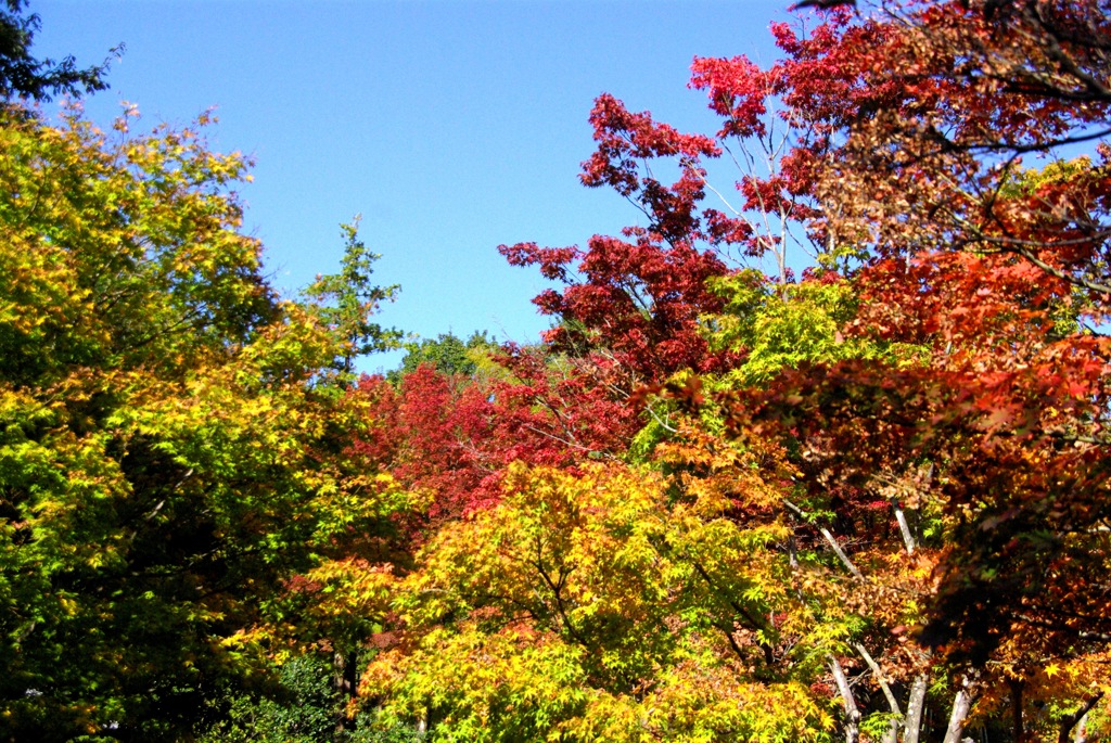 紅葉＠昭和記念公園