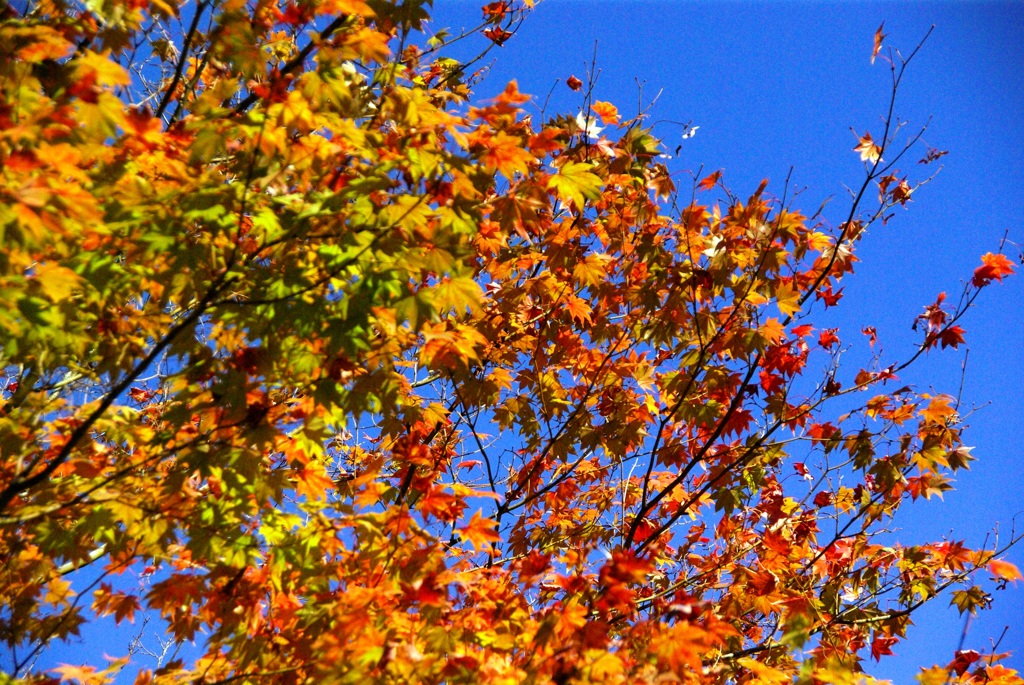 紅葉＠昭和記念公園