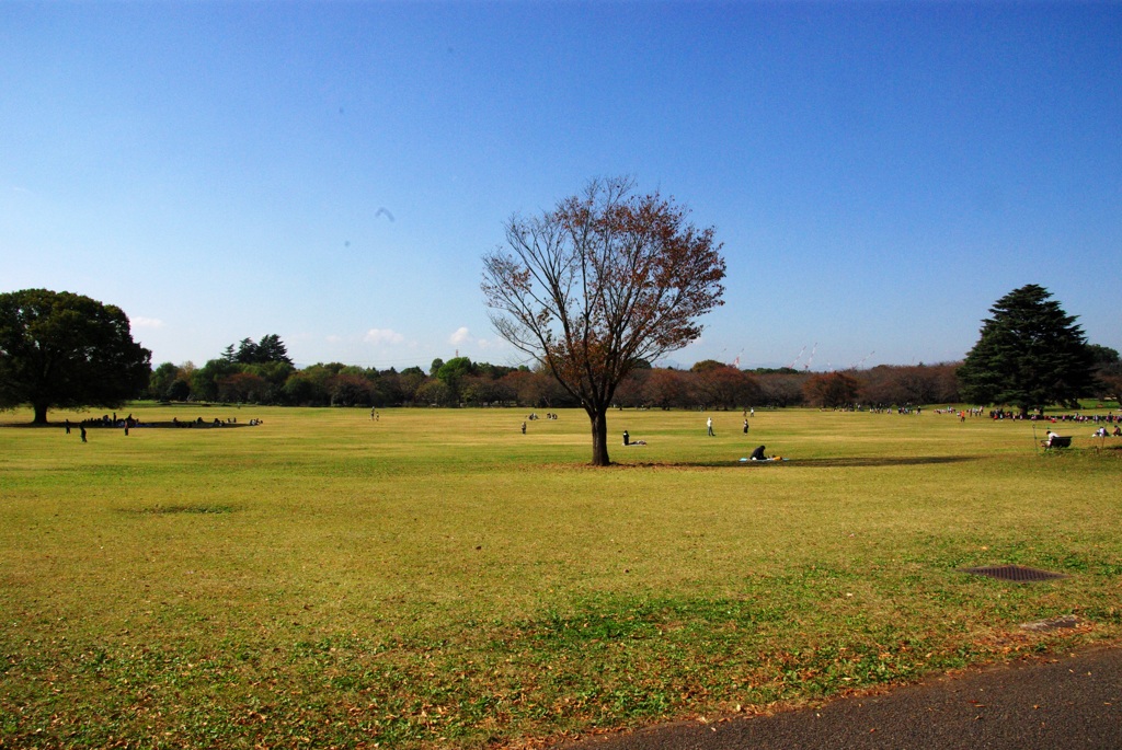 紅葉＠昭和記念公園