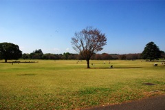 紅葉＠昭和記念公園