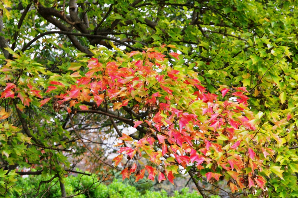 紅葉＠昭和記念公園