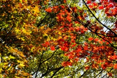 紅葉＠昭和記念公園