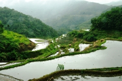Rice terraces in Banaue 4