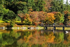 紅葉＠昭和記念公園