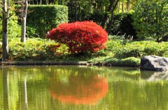 紅葉＠昭和記念公園
