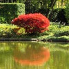 紅葉＠昭和記念公園